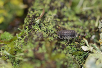 Woodlouse in macro
