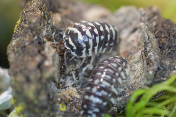 Woodlouse in macro