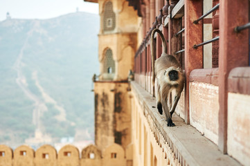 Monkey in the Amber Fort in Jaipur, India. Hanuman Langur or Gray Langur - sacred animal in India.