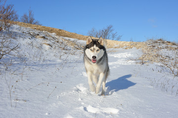  Wolf in the snow in the mountains. Wolf in the wild in winter. Winter landscape