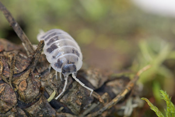 Woodlouse in macro