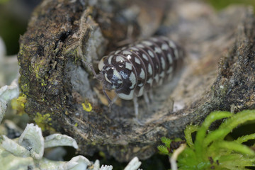 Woodlouse in macro