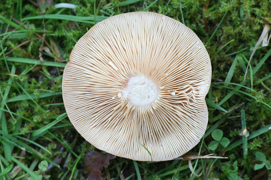 Lactarius quietus, known as the oak milkcap, oakbug milkcap or southern milkcap, wild fungus from Finland