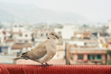 Barbary Dove or Eurasian-collared Dove sits at indian ghetto backdrop. Jaipur, India