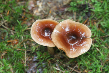 Hebeloma mesophaeum, known as  veiled poisonpie or poison pie, wild mushroom from Finland