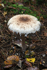 Macrolepiota procera, known as the parasol mushroom, edible fungus from Finland