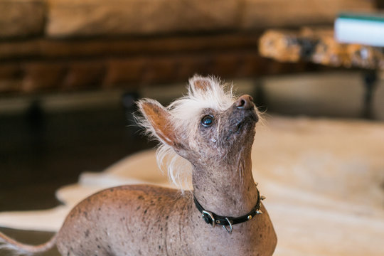 Hairless Chinese Crested Dog Wearing Spike Collar In Living Room