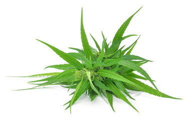 Marijuana plant isolated on white background