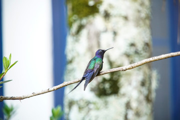Swallow-tailed Hummingbird