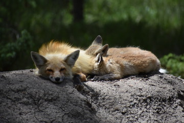 Mom fox nursing baby pups