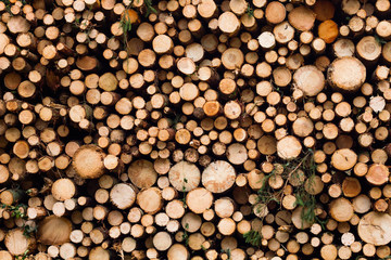 Pile of pine tree logs