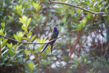 Swallow-tailed Hummingbird