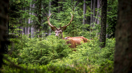 Deer, Cervus elaphus, with antlers growing on velvet.A huge deer in deep spruce forest. Wild...
