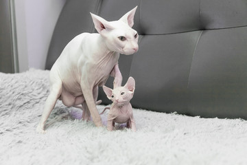 white Don Sphinx cat nursing and taking care of its white one month old kitten on a gray leather sofa background