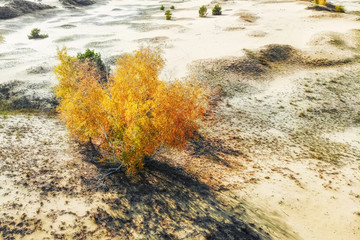 Yellow birch trees in semi-desert in autumn