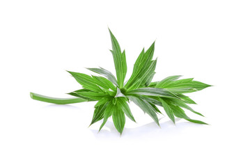 Fototapeta premium Fresh culantro,Sawtooth Coriander - Eryngium foetidum isolated on white background