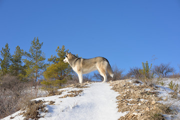  Wolf in the snow in the mountains. Wolf in the wild in winter. Winter landscape