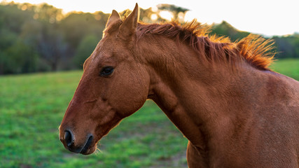 Horse with sunset