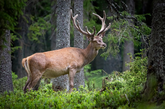 Deer, Cervus elaphus, with antlers growing on velvet.A huge deer in deep spruce forest. Wild animals in spring .