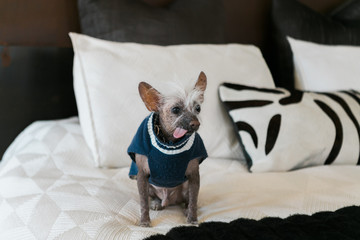 Chinese crested dog sticking tongue out, wearing sweater sitting on bed
