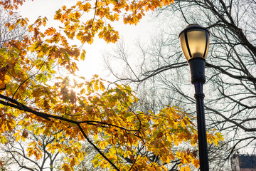 Street Light with Colorful Trees at Tompkins Square Park during Autumn in the East Village of New York City