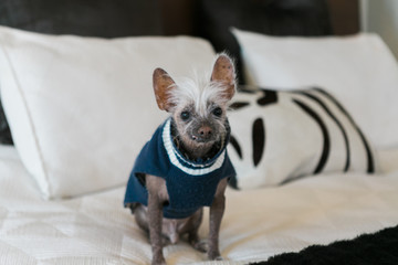 Chinese crested dog wearing sweater sitting on bed