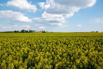 Yellow field of rape flowers in Poland in the spring
