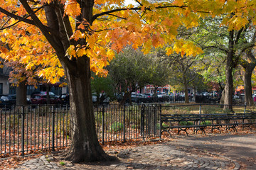 Colorful Tree at Tompkins Square Park during Autumn in the East Village of New York City