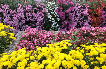 Landscaped Flowers in the garden