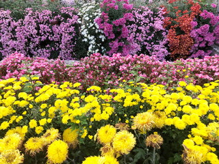 Landscaped Flowers in the garden