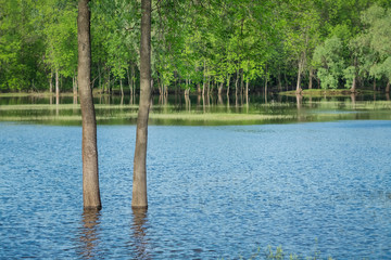 Two tree trunks among the water on forest background. Overflowed river in spring