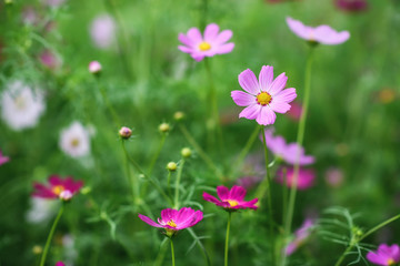 Obraz na płótnie Canvas Pink and purple cosmos flowers on blurred green background. Selective focus, shallow depth of field