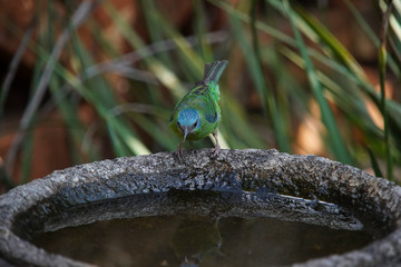 Female Blue Dacnis Bird