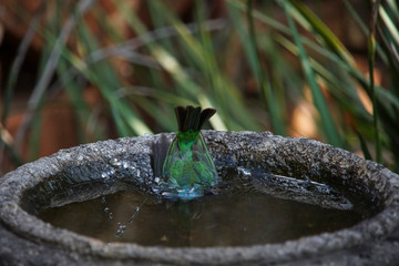 Female Blue Dacnis Bird