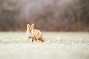 Mammals - European Red Fox (Vulpes vulpes)