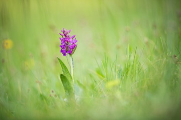 Dactylorhiza majalis. Free nature. Beautiful picture. Orchid of the Czech Republic. Beautiful photo. Wild nature of the Czech Republic. Plant. Orchids of Europe.