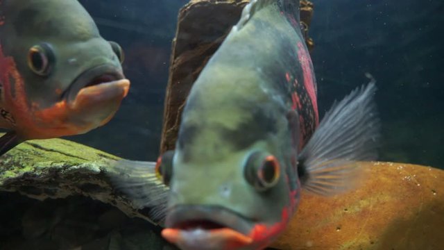 fish in aquarium fish tank