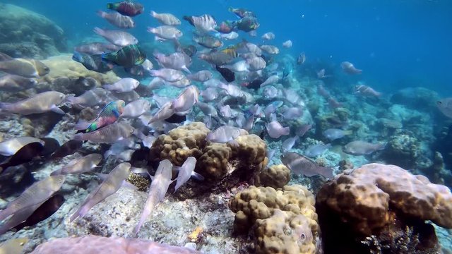 A large shoal of parrotfish swim above the coral reef in Philippines.