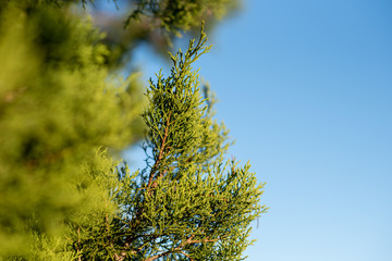 Juniper tree, Evergreen juniper plant, cypress branches. Garden ornamental shrub