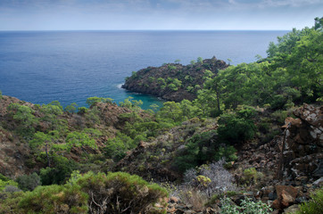 Obraz premium Mountain vegetation on the Mediterranean coast