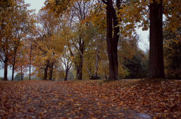Quiet Leaf Strewn Lane Lined with Trees
