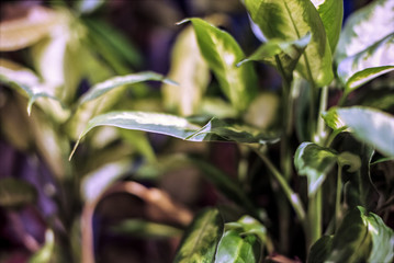 Indoor House Plant Growing In a Pot in Close Up
