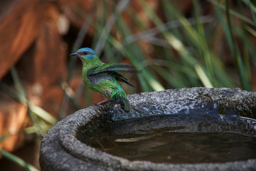 Female Blue Dacnis Bird