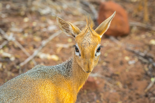 Dik dik antelope in the Waterberg Plateau National Park, Namibia.