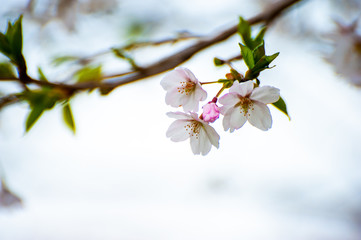 黒目川　桜