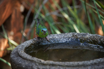Female Blue Dacnis Bird