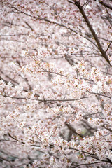 黒目川　桜