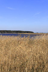 Lake Teganuma in the autumn, Chiba, Japan