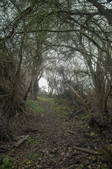 Idyllischer Waldweg mit Bäumen