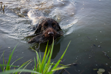 Obraz premium Hunting dog holding a duck